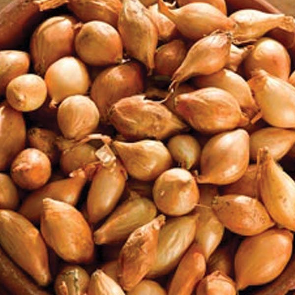 Vegetables to Plant in February