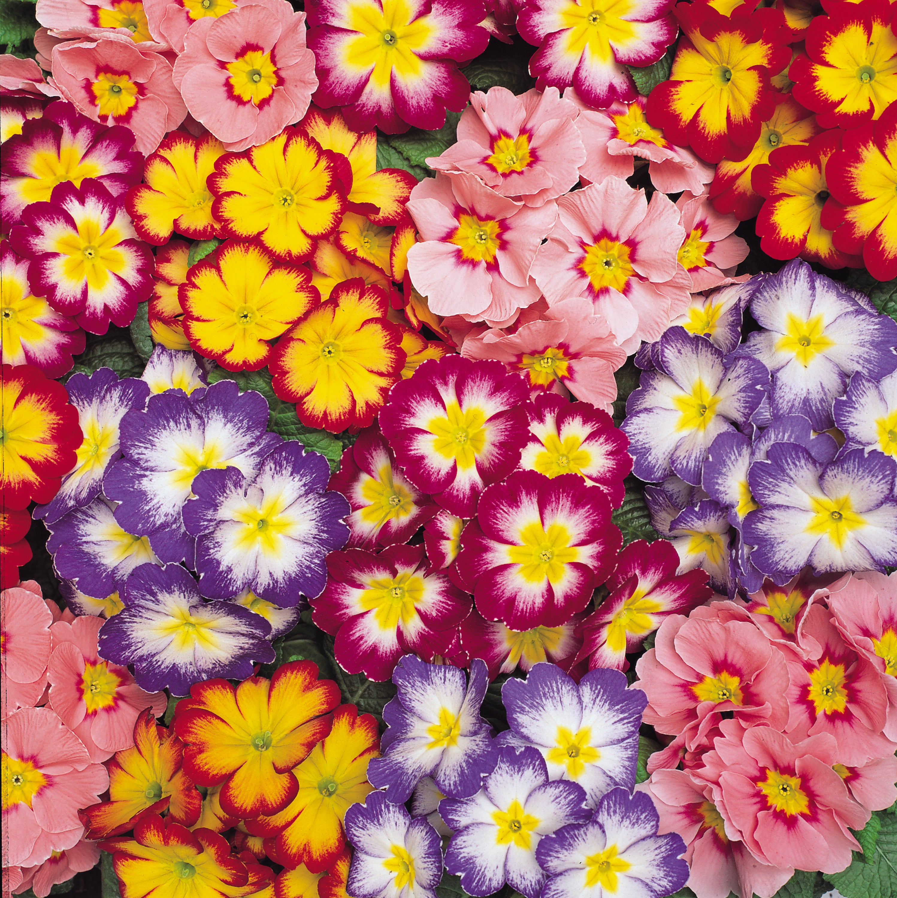 Autumn Planting Flower Plants