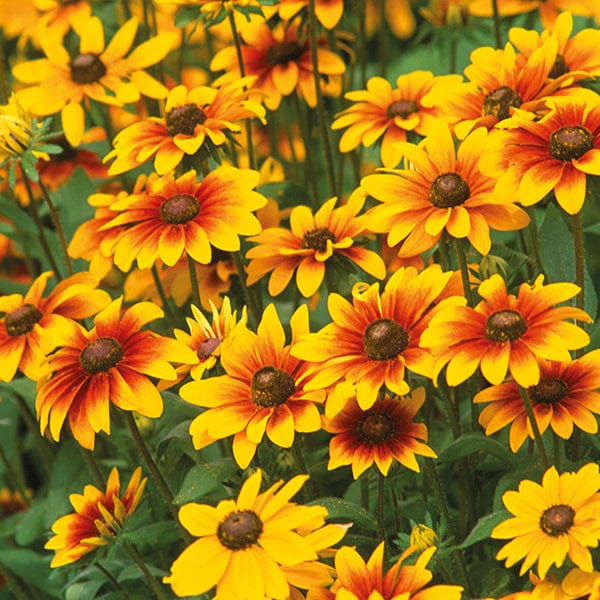 Perennial Plants