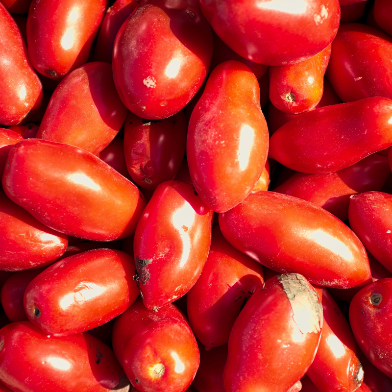 Plum Tomato Plants