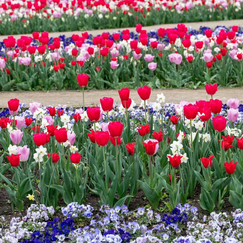 Spring Sowing Flower Seeds