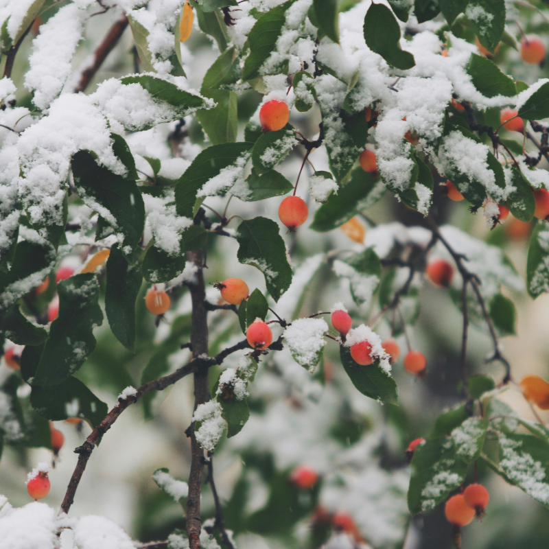 Vegetables to Sow in January