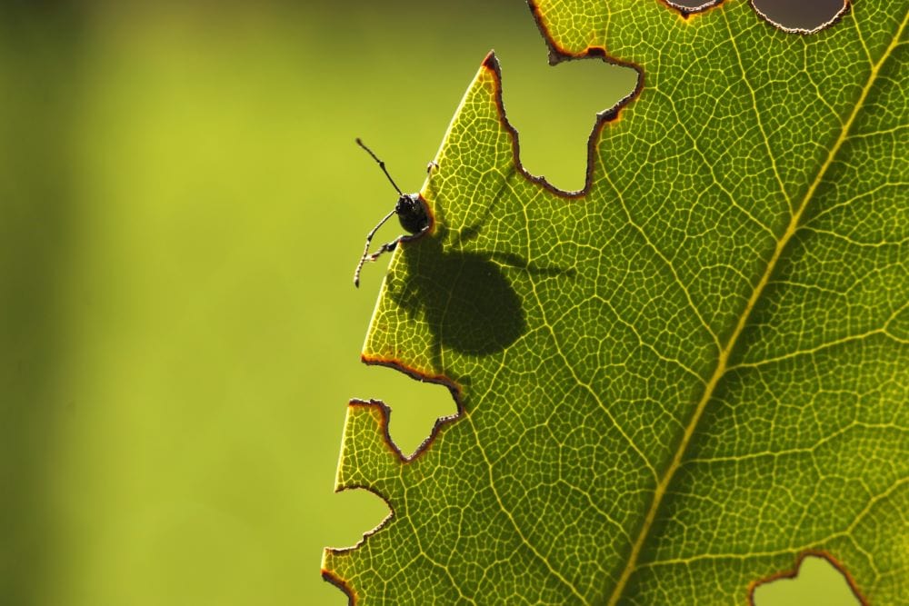 Pest Disease Control