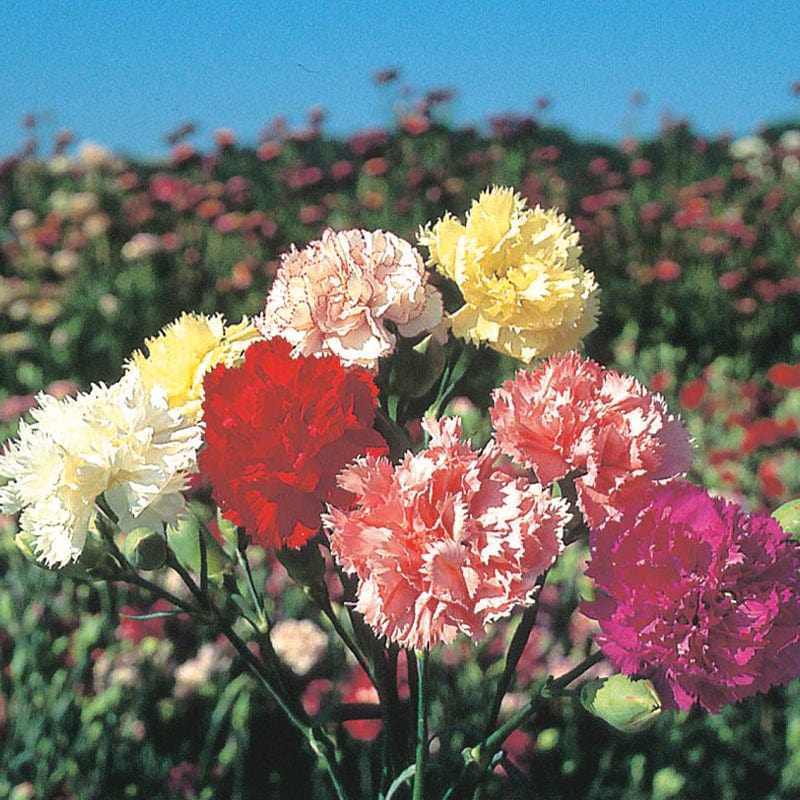 dt-brown FLOWER SEEDS Carnation Chabaud Select Mixture Flower Seeds