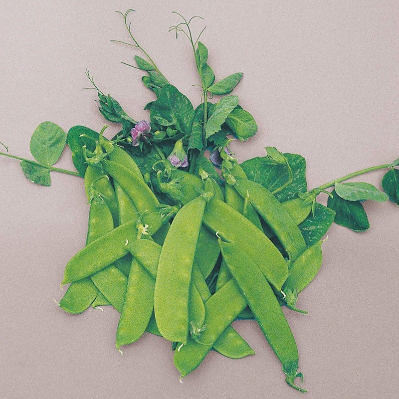 dt-brown VEGETABLE SEEDS Pea (Mangetout) Carouby de Maussane Seeds