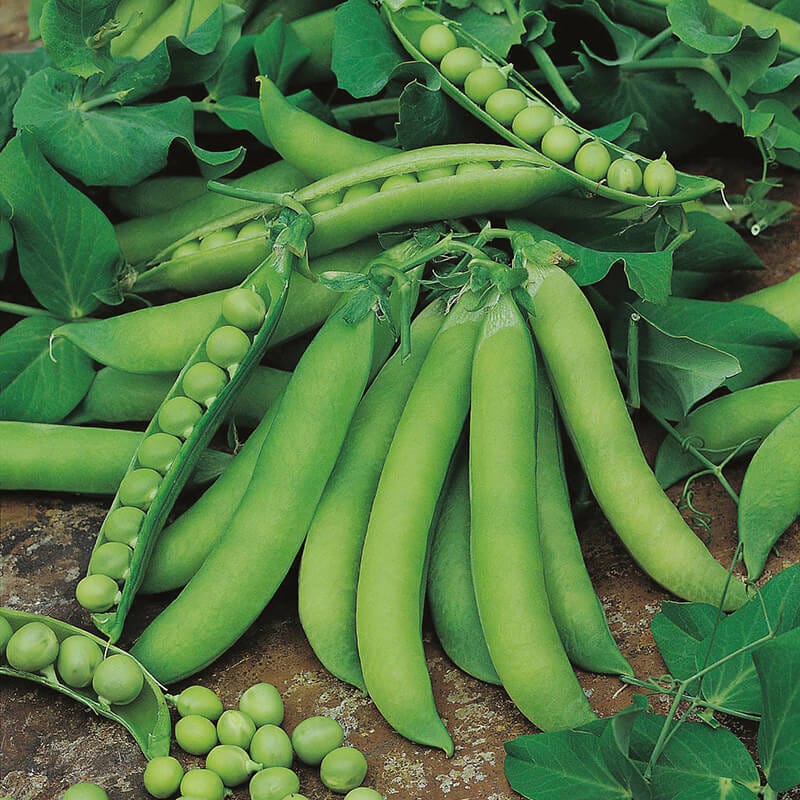 dt-brown VEGETABLE PLANTS Pea Jaguar (Second Early) Plants