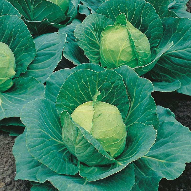dt-brown VEGETABLE SEEDS Cabbage Golden Acre Seeds