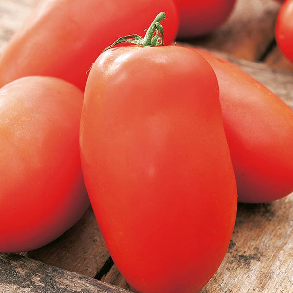 dt-brown VEGETABLE SEEDS Tomato Roma VF Seeds