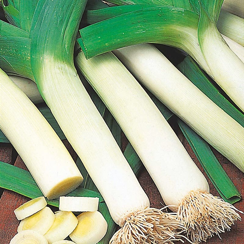 dt-brown VEGETABLE SEEDS Leek Lyon (Prizetaker) Seeds