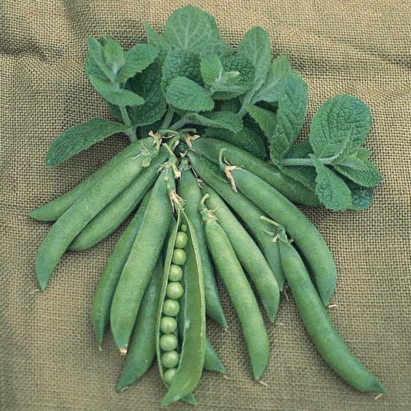 dt-brown VEGETABLE SEEDS Pea (Second Early) Hurst Greenshaft AGM Seeds