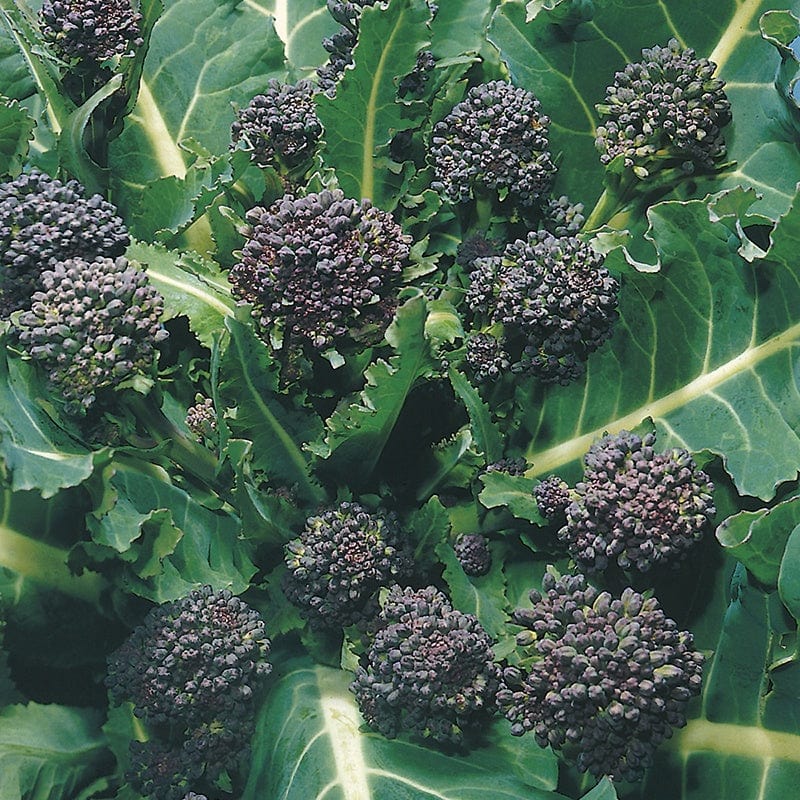 dt-brown VEGETABLE SEEDS Broccoli Purple Sprouting (Early) Seeds