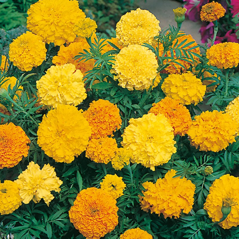 dt-brown FLOWER SEEDS Marigold (African) Crackerjack Mixed Flower Seeds
