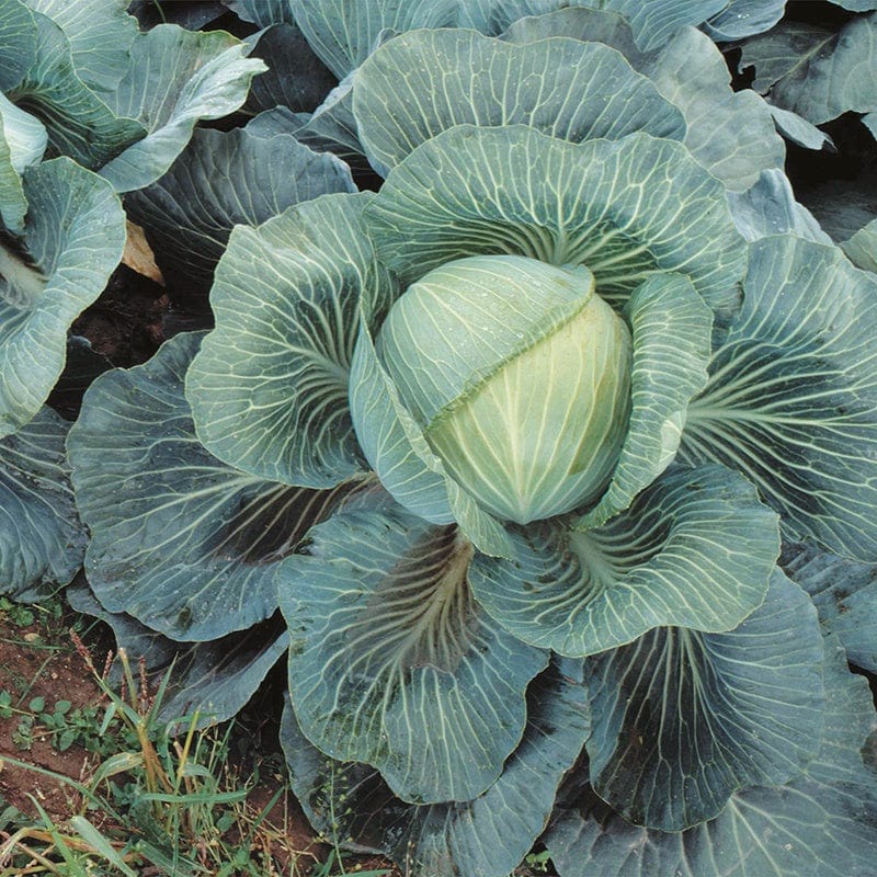 dt-brown VEGETABLE PLANTS Cabbage Kilaton Vegetable Plants