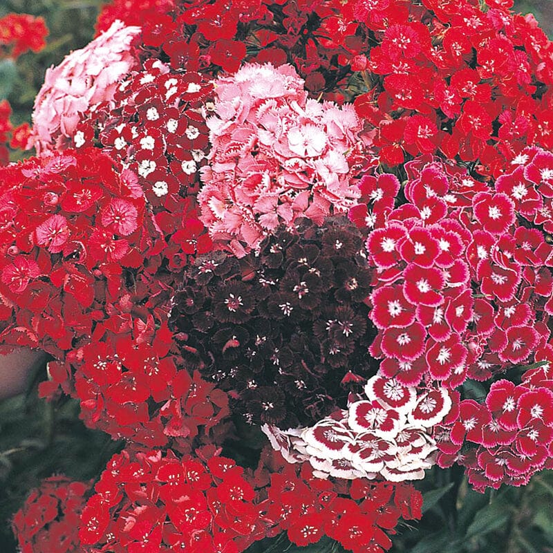 dt-brown FLOWER SEEDS Sweet William DTB's Choice Mixed Flower Seeds