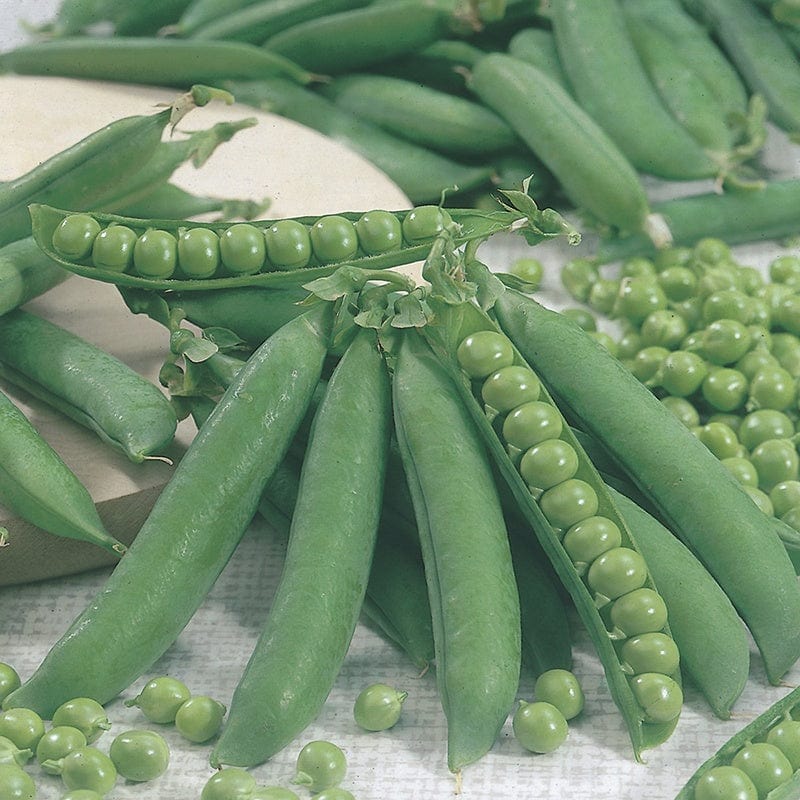 dt-brown VEGETABLE PLANTS Pea Kelvedon Wonder (First Early) Plants
