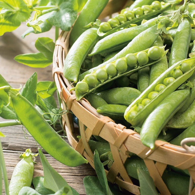 dt-brown VEGETABLE SEEDS Pea (First Early) Kelvedon Wonder AGM Seeds