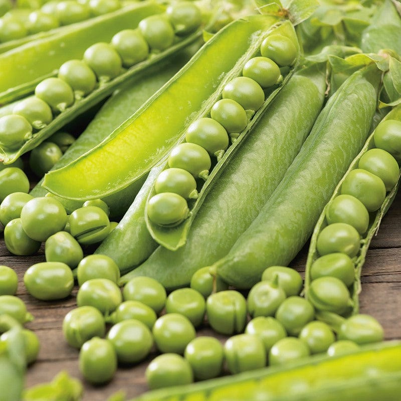 dt-brown VEGETABLE SEEDS Pea (First Early) Kelvedon Wonder AGM Seeds