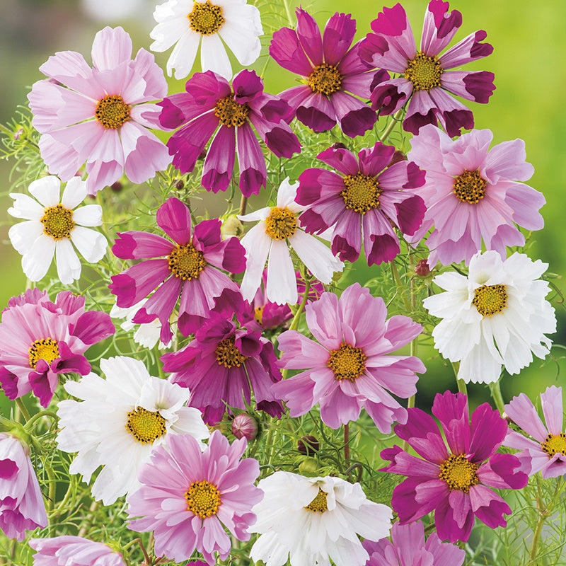 Cosmos Seashells Mixed Seeds