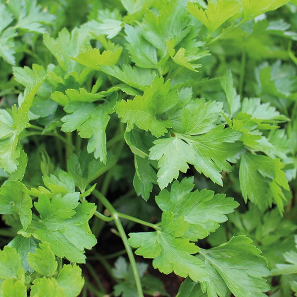dt-brown VEGETABLE SEEDS Parsley Plain Leaved 2 Seeds