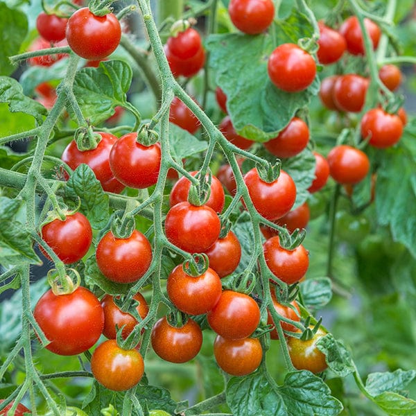 dt-brown VEGETABLE SEEDS Tomato Sweet Million F1 AGM Seeds