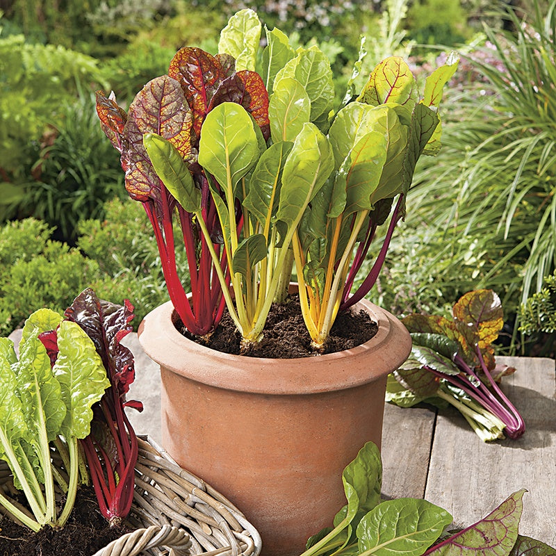 Chard Bright Lights Seeds