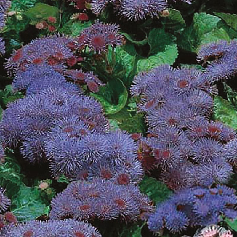 dt-brown FLOWER SEEDS Ageratum Blue Mink Flower Seeds