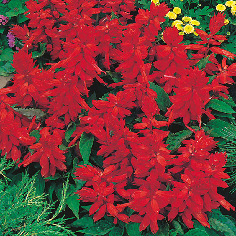 Salvia Blaze of Fire Seeds
