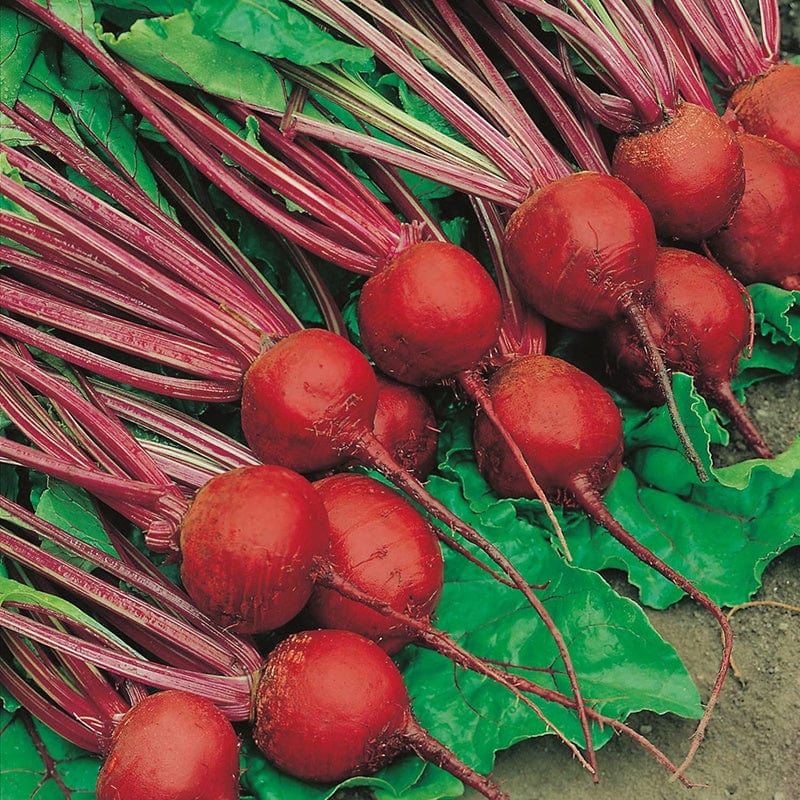 dt-brown VEGETABLE SEEDS Beetroot Detroit 2 Crimson Globe Seeds