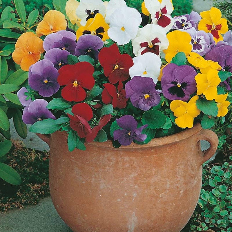 dt-brown FLOWER SEEDS Pansy (Winter) Early Flowering Mixed Flower Seeds