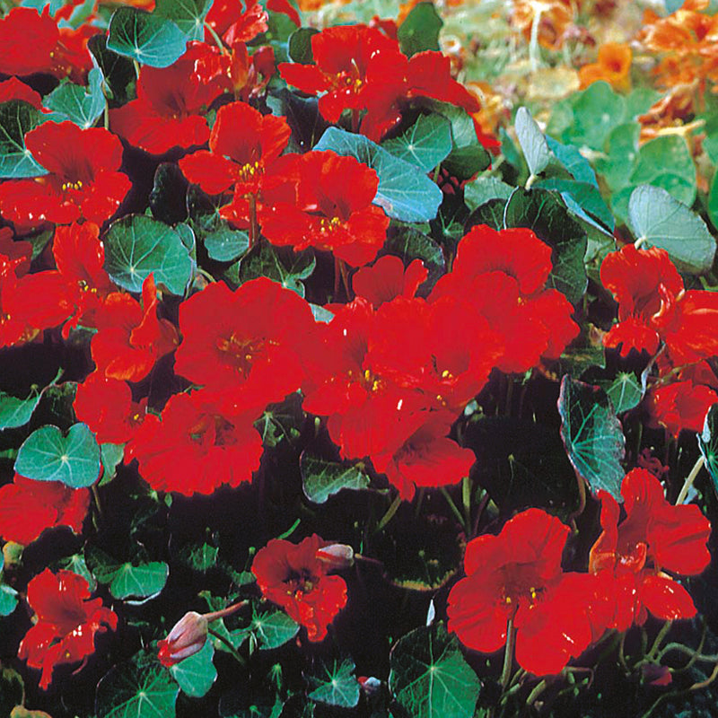 Nasturtium Empress of India Seeds