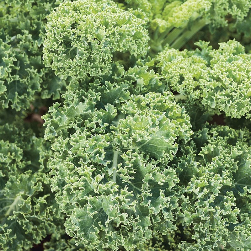 dt-brown VEGETABLE SEEDS Kale Dwarf Green Curled Seeds