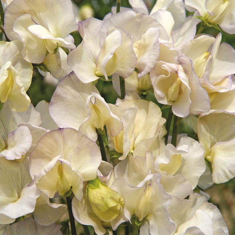 dt-brown FLOWER SEEDS Sweet Pea (Tall) Old Times Flower Seeds