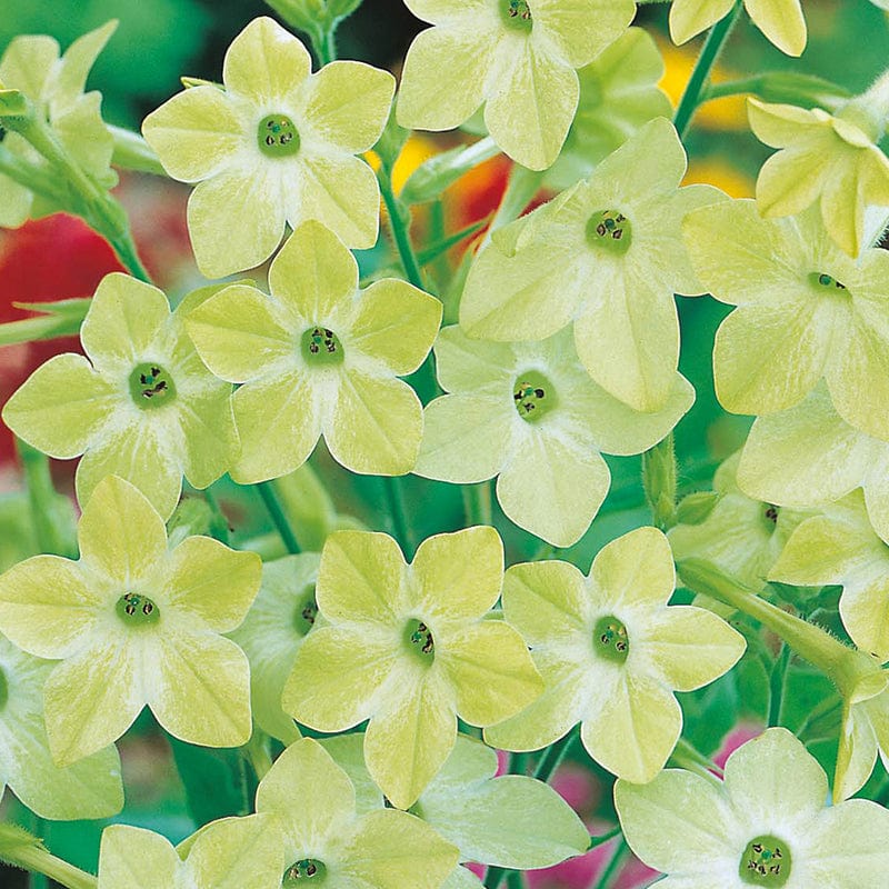 dt-brown FLOWER SEEDS Nicotiana Lime Green Flower Seeds