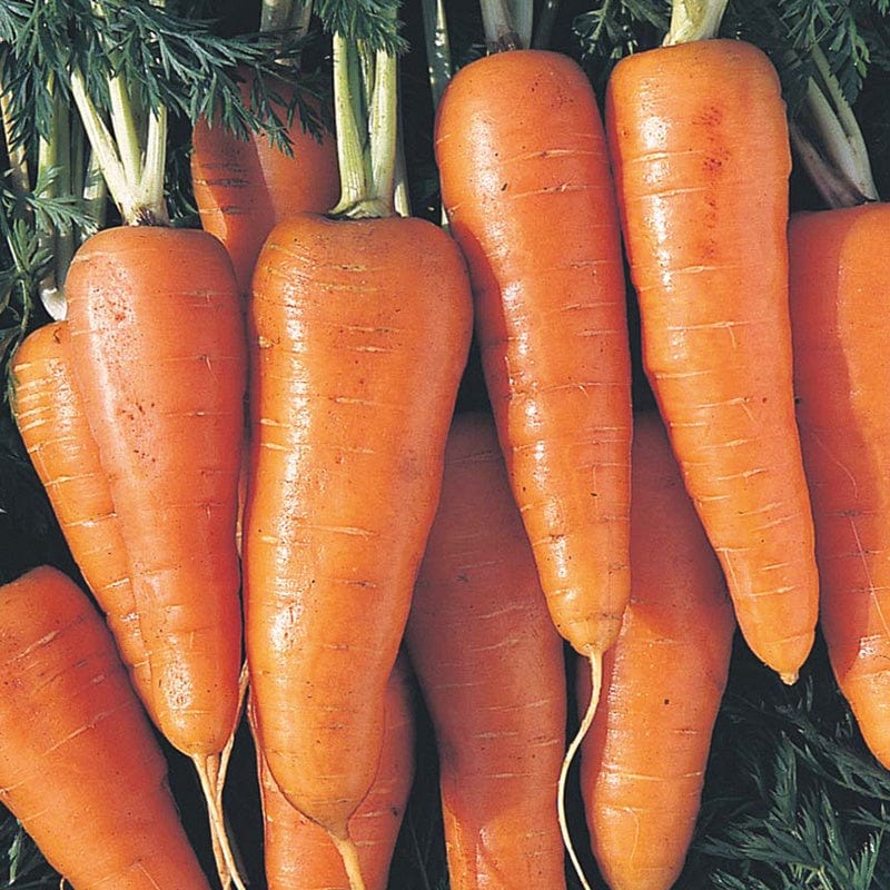 dt-brown VEGETABLE SEEDS Carrot Early Scarlet Horn Seeds