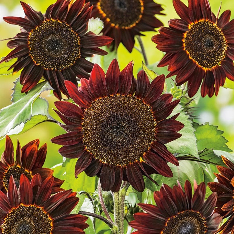 f1 flower seeds Sunflower Black Magic F1 Seeds - Bold Colour Impact