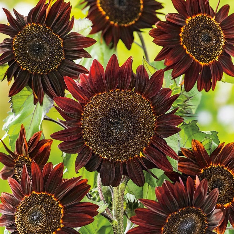 dt-brown FLOWER SEEDS Sunflower Black Magic F1 Flower Seeds