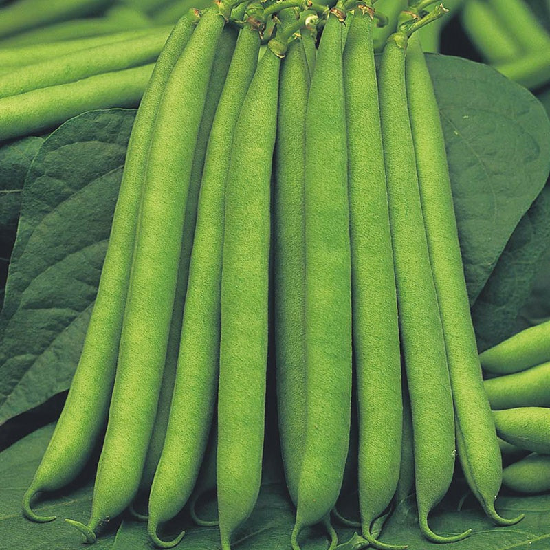 Dwarf French Bean Montano Seeds