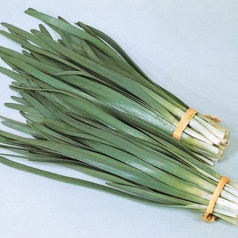 dt-brown VEGETABLE SEEDS Garlic Chives Herb Seeds