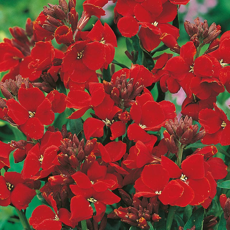 dt-brown FLOWER SEEDS Wallflower Scarlet Bedder Flower Seeds