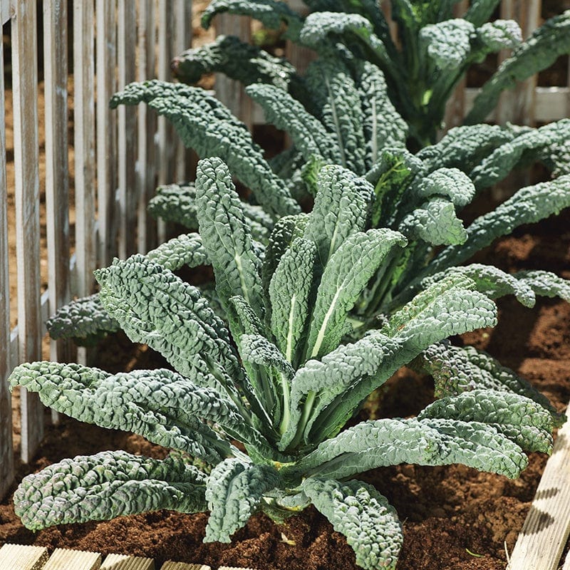 dt-brown VEGETABLE SEEDS Kale Nero di Toscana Seeds