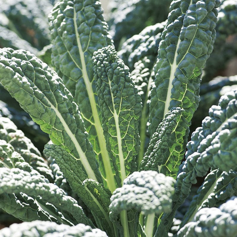 dt-brown VEGETABLE SEEDS Kale Nero di Toscana Seeds