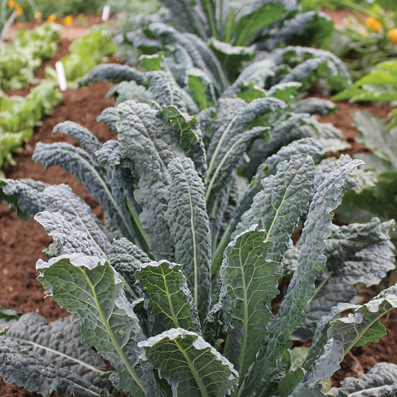 dt-brown VEGETABLE SEEDS Kale Nero di Toscana Seeds
