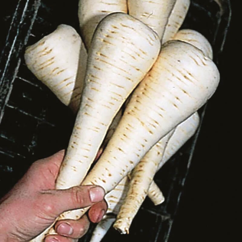 dt-brown VEGETABLE SEEDS Parsnip Gladiator F1 AGM Seeds