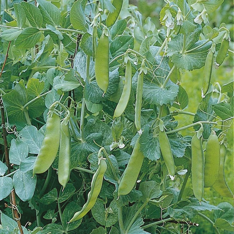 dt-brown VEGETABLE SEEDS Pea (Mangetout) Oregon Sugar Pod AGM Seeds