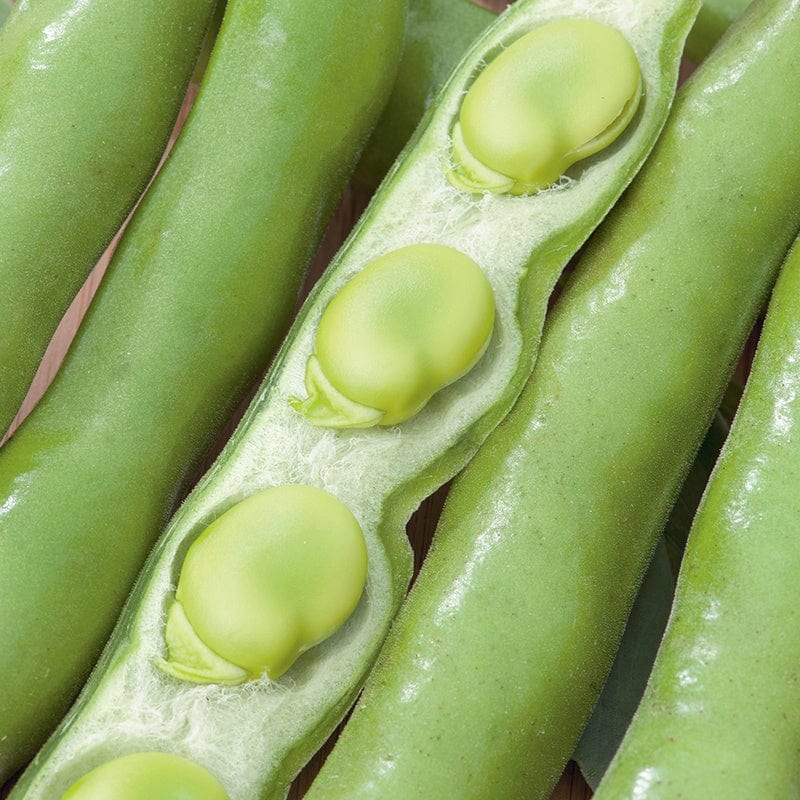 dt-brown VEGETABLE SEEDS Broad Bean Masterpiece Green Longpod AGM Seeds