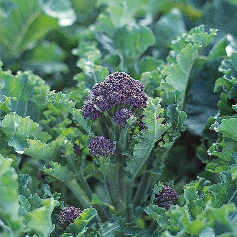 dt-brown VEGETABLE SEEDS Broccoli Claret F1 AGM Seeds