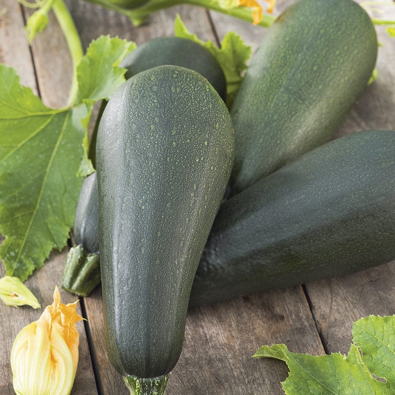 dt-brown VEGETABLE SEEDS Courgette (Climbing) Black Forest F1 Seeds