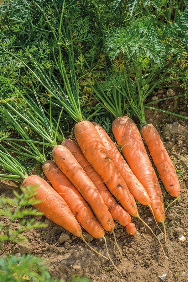 dt-brown VEGETABLE SEEDS Carrot Resistafly F1 Seeds