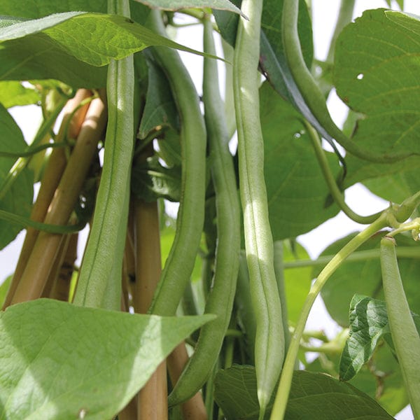 dt-brown VEGETABLE SEEDS French Bean (Climbing) Cobra AGM Seeds