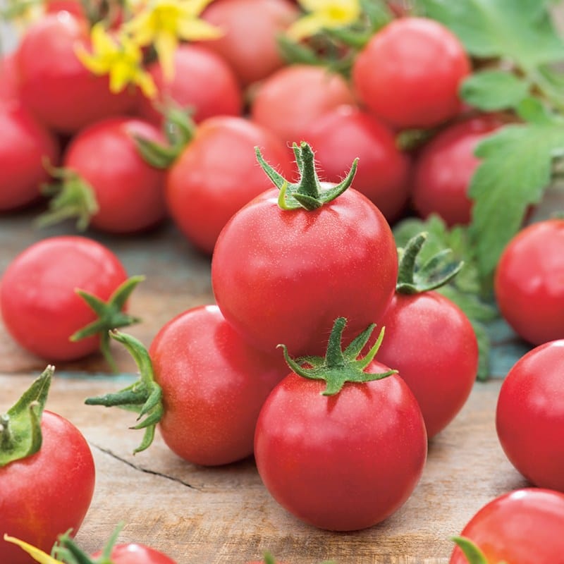 dt-brown VEGETABLE SEEDS Tomato Gardener's Delight Seeds